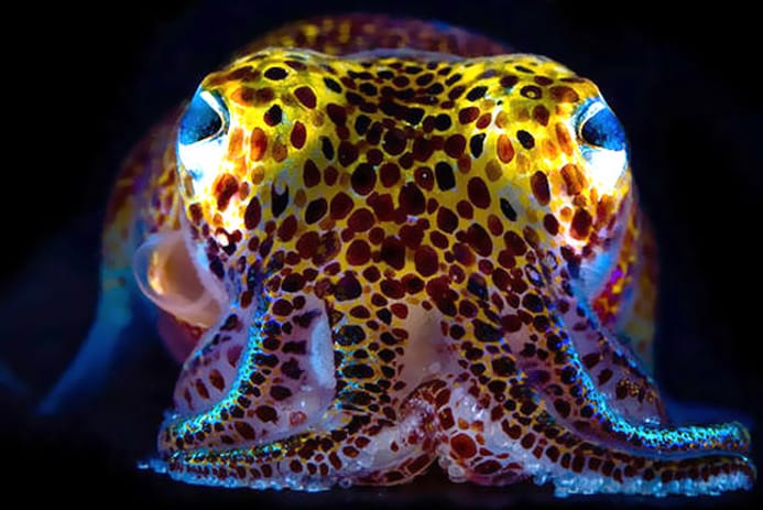 Photography by Mattias Ormestad http://voices.nationalgeographic.com/2013/06/25/glowing-bacteria-control-squid-hosts/